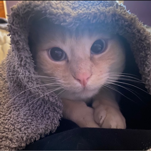 Meet your Posher, Emily - Picture 3 of 4